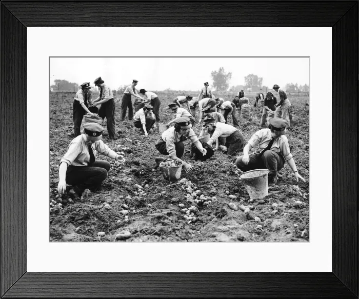 Framed Print : WaFs picking potatoes on a farm in the London area during WW2 1941 Framed Print : WaFs picking potatoes on a farm in the London area during WW2 1941