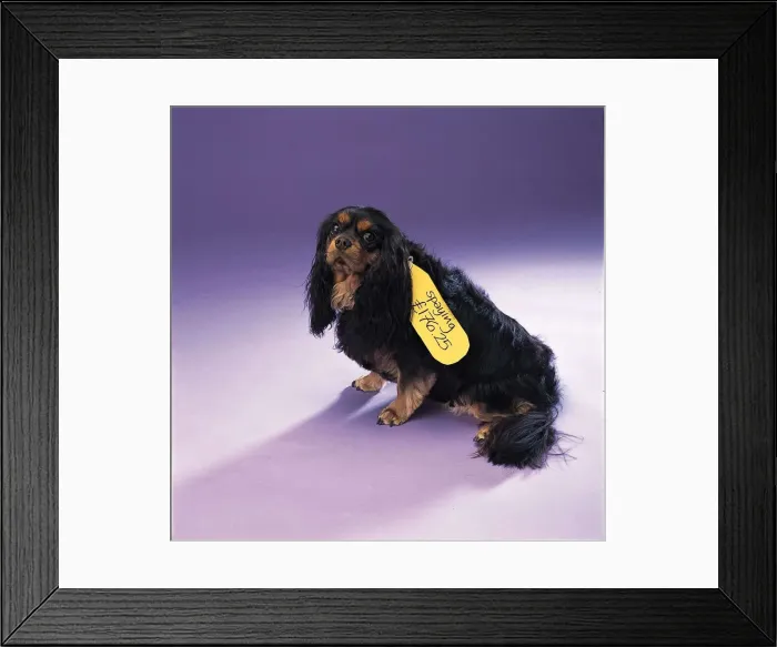 Framed Print : A Spainel dog with spaying label around neck January 1999