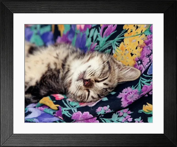 Framed Print : Cats Kitten Sleeping