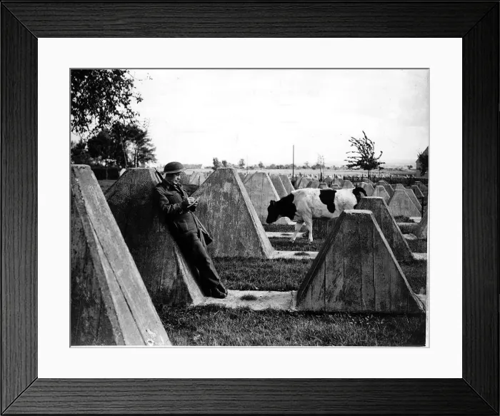 Framed Print : WW2 ll RAF man on the Siegfred Line 10 / 44 writing home with cow in amongst concrete Framed Print : WW2 ll RAF man on the Siegfred Line 10 / 44 writing home with cow in amongst concrete