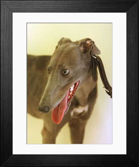 Framed Print : Vet Mike Nathan checks out Wilma June 1998 after her traumatic adventure when Framed Print : Vet Mike Nathan checks out Wilma June 1998 after her traumatic adventure when