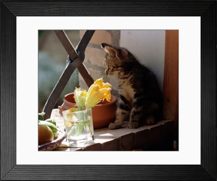 Framed Print : Cats Kitten Framed Print : Cats Kitten