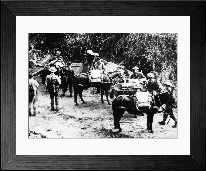 Framed Print : WW2 Mules carry supplies along tracks in Burma impassable to any other form of Framed Print : WW2 Mules carry supplies along tracks in Burma impassable to any other form of