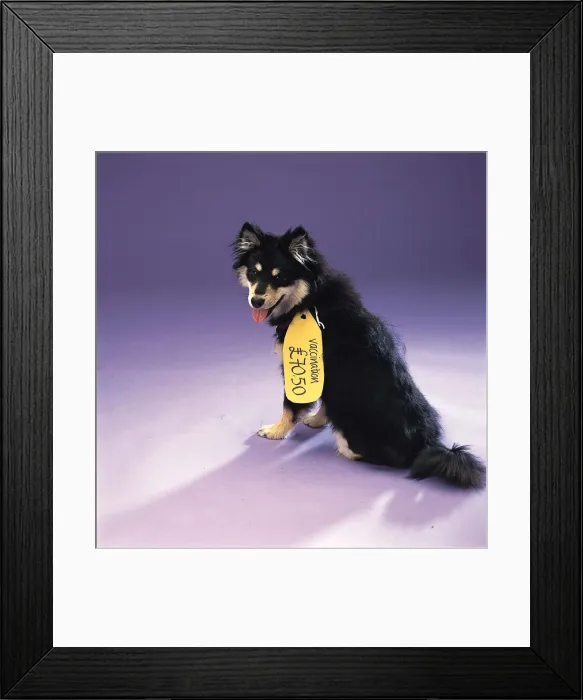 Framed Print : A dog with spaying label around neck January 1999 A©Mirrorpix Framed Print : A dog with spaying label around neck January 1999 A©Mirrorpix