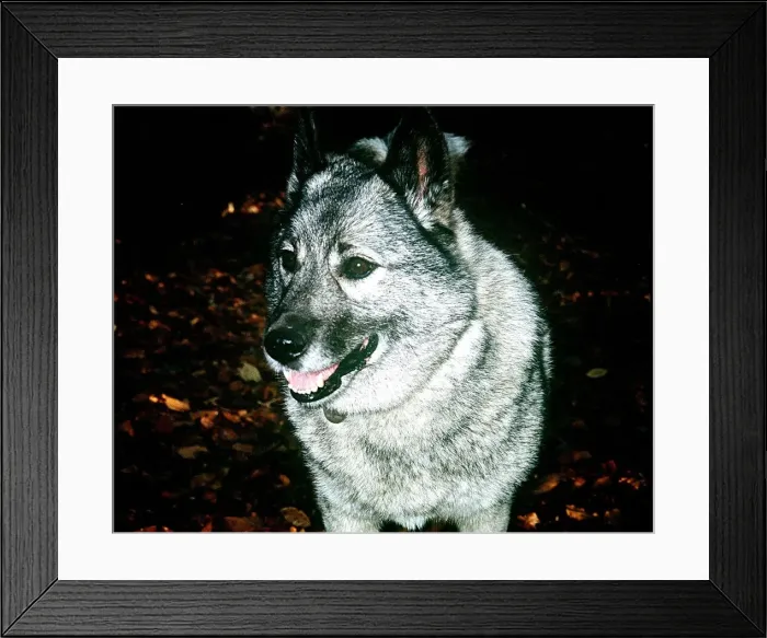 Framed Print : Norwegian Elkhound hunting dog from Norway Framed Print : Norwegian Elkhound hunting dog from Norway