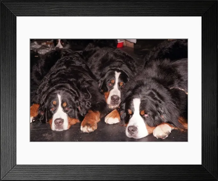 Framed Print : Crufts 1998 Sleapers Bernese Mountain Dogs take a nap between classes Expressions Framed Print : Crufts 1998 Sleapers Bernese Mountain Dogs take a nap between classes Expressions