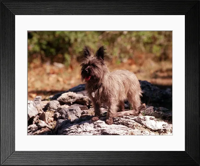 Framed Print : Dogs Cairn Terrier Framed Print : Dogs Cairn Terrier
