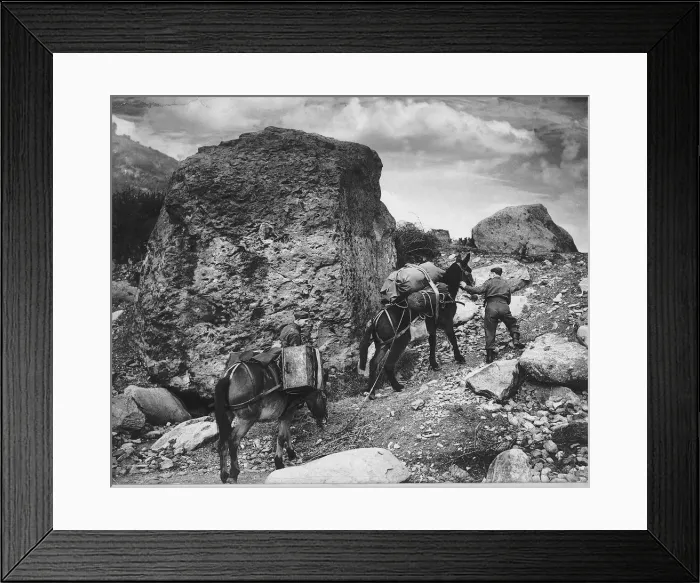 Framed Print : WW2 Mules taking ammunition up hill Mar 42 in North Wales for an ack ack Framed Print : WW2 Mules taking ammunition up hill Mar 42 in North Wales for an ack ack
