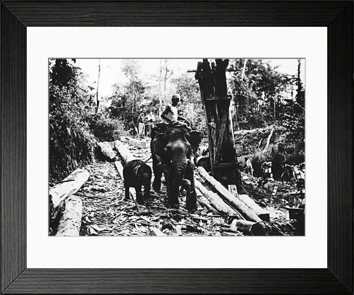 Framed Print : WW2 Burmese rounded up more elephants to help the Allies after valuable transport Framed Print : WW2 Burmese rounded up more elephants to help the Allies after valuable transport