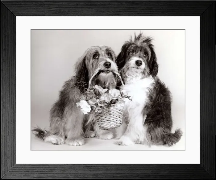 Framed Print : Duffy & Pippin - Dog Actors - April 1987 with a basket of flowers A©mirrorpix Framed Print : Duffy & Pippin - Dog Actors - April 1987 with a basket of flowers A©mirrorpix