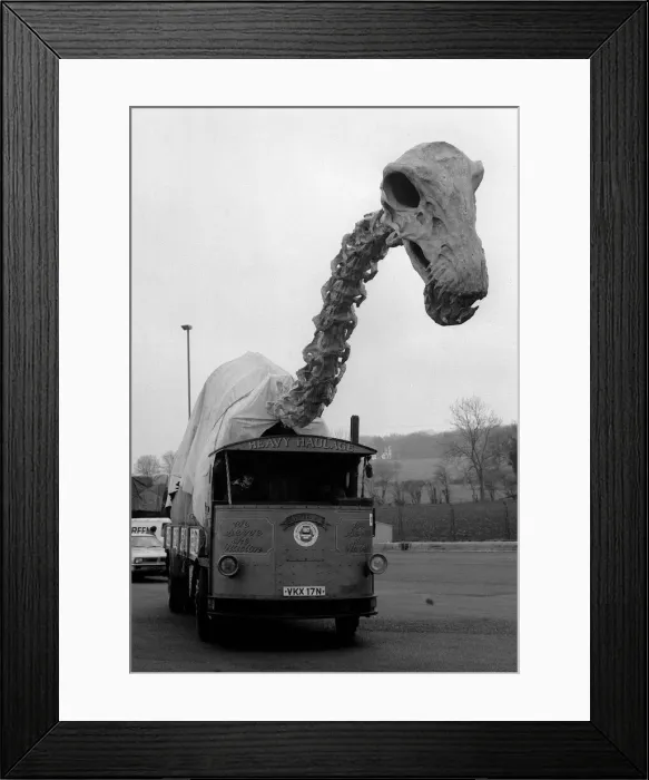 Framed Print : Dinosaur Skeleton Dinosaurs Skeletons February 1976 Dinosaur Skeleton being