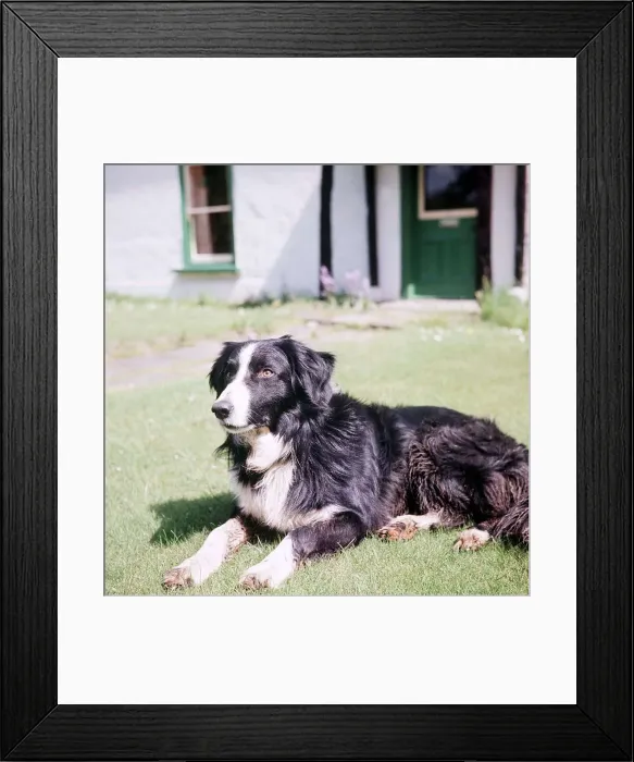 Framed Print : Collie Sheep Dog - 1968