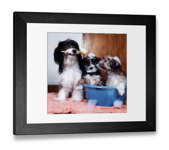 Framed Print : Pippin the Dog - March 1984 prepares two of her pups for TV show Rub a Dub Dub