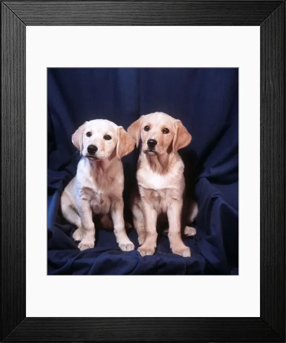 Framed Print : Labrador pups - 1966 Framed Print : Labrador pups - 1966