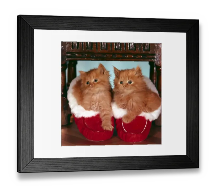 Framed Print : Cute kitten sitting in Christmas shoes x-mas festive animal cats
