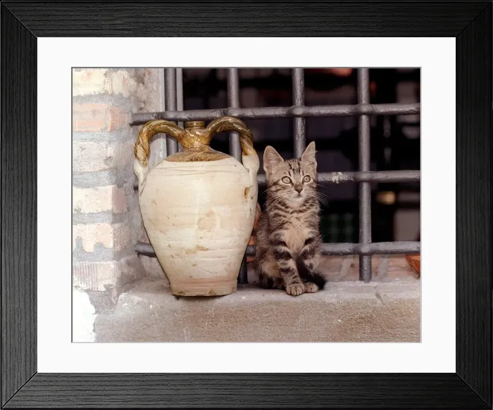 Framed Print : Cats Kitten Framed Print : Cats Kitten