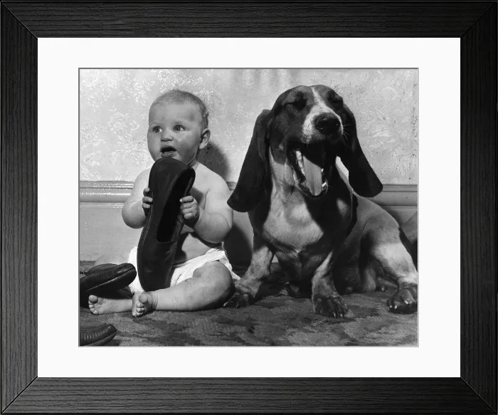 Framed Print : Animal Dog Basset Hound October 1962 Elizabeth Stanley aged 8 months had a great