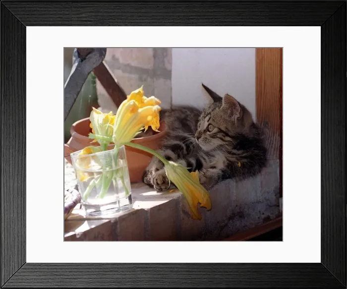 Framed Print : Cats Kitten playing with flower