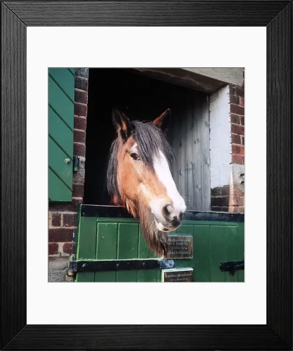 Framed Print : Horse in a stable - 1968