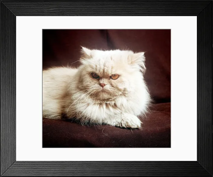 Framed Print : Animals Cats self-Colour Cream Long Haired february 1989 with yelloew eyes Framed Print : Animals Cats self-Colour Cream Long Haired february 1989 with yelloew eyes