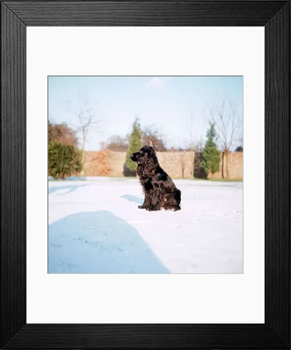 Framed Print : Spaniel Dog - 1968