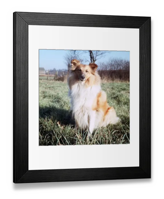 Framed Print : Shetland Sheepdog - January 1967