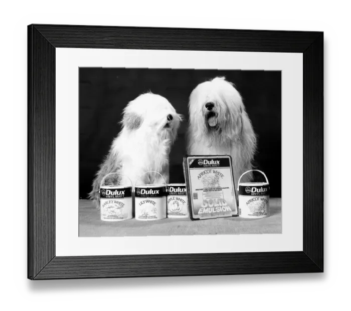 Framed Print : Animal Dog October 1985 Framed Print : Animal Dog October 1985