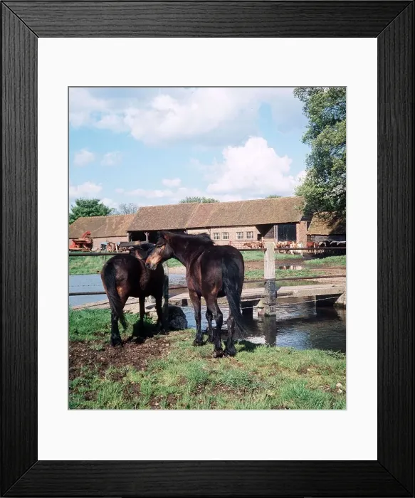 Framed Print : Horses on a farm - 1968