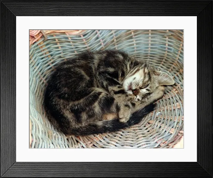 : Cats Kitten asleep in Basket : Cats Kitten asleep in Basket