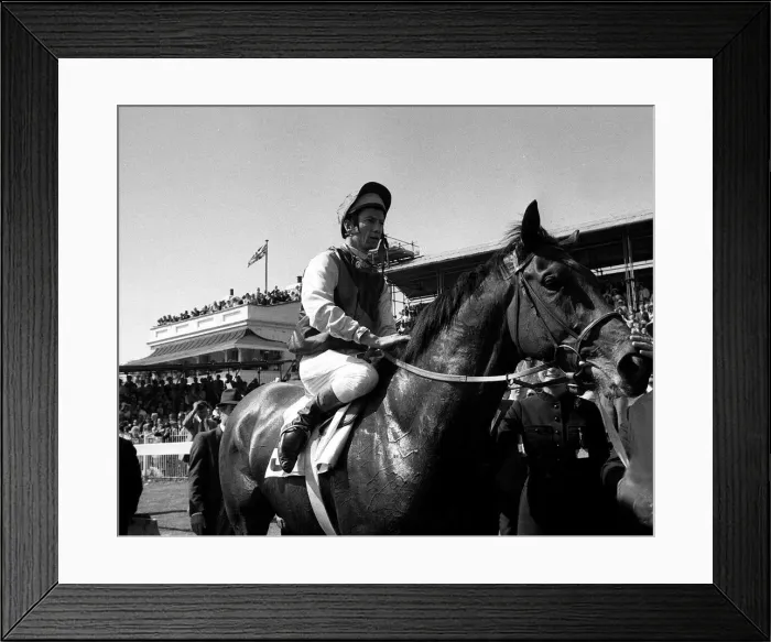Framed Print : Nijinsky with Lester Piggott after winning the 1970 Epsom Derby 3rd June 1970 Framed Print : Nijinsky with Lester Piggott after winning the 1970 Epsom Derby 3rd June 1970