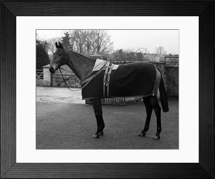 Framed Print : Racehorse: Arkle standing in Tom Dreapers yard - February 1966 Framed Print : Racehorse: Arkle standing in Tom Dreapers yard - February 1966