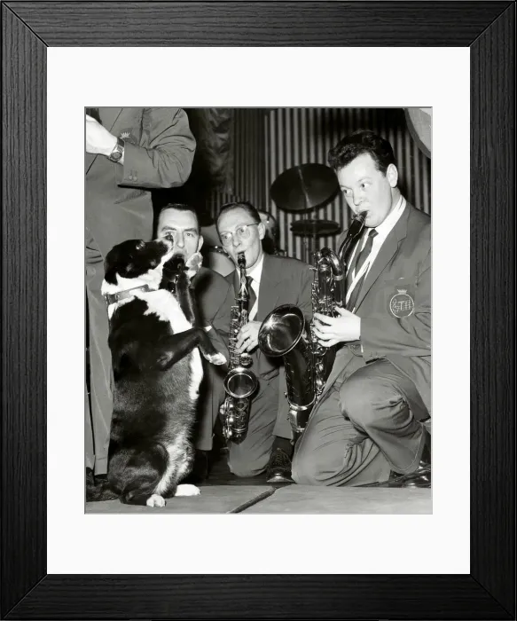 Framed Print : Timothy a four year old mongrel dog is the mascot of The Ted Heath Band Framed Print : Timothy a four year old mongrel dog is the mascot of The Ted Heath Band