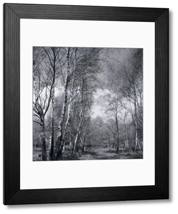 Framed Print : Silver birch wood scene at Stanmore Common Weather seasons Country Scene Framed Print : Silver birch wood scene at Stanmore Common Weather seasons Country Scene