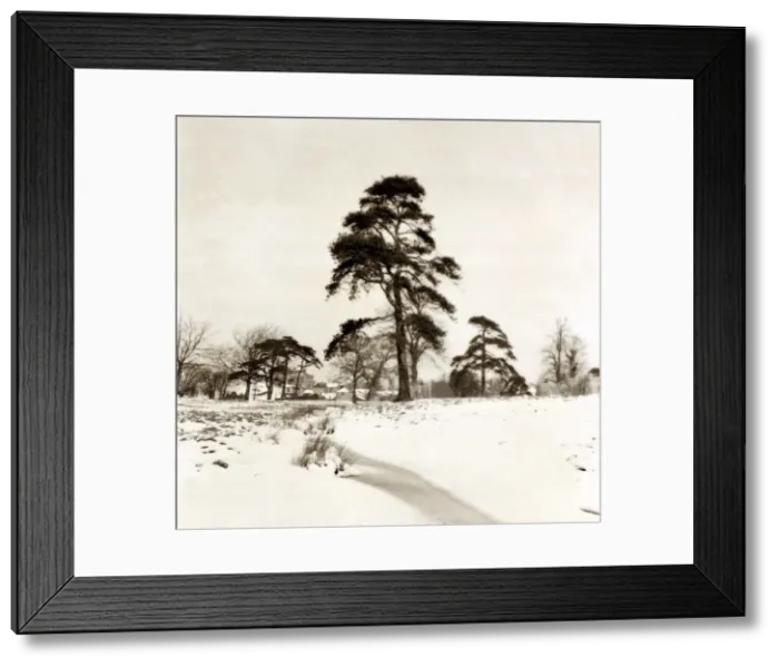Framed Print : Hadley Common Hertfordshire - Weather Winter Scenes Snow Trees Framed Print : Hadley Common Hertfordshire - Weather Winter Scenes Snow Trees