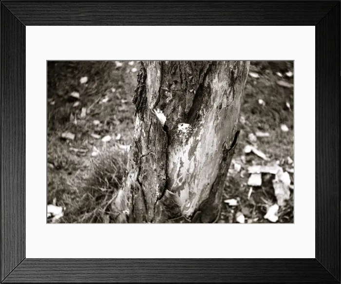 Framed Print : Dutch Elm Tree - trees tree bark Close up Framed Print : Dutch Elm Tree - trees tree bark Close up