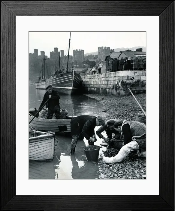 Framed Print : A general view of Conway castle, in Wales. Conway harbour is in the foreground Framed Print : A general view of Conway castle, in Wales. Conway harbour is in the foreground