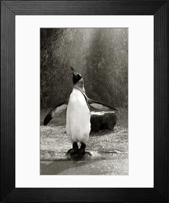 Framed Print : A Penguin flapping his wings as he gets a shower in the rain at Bristol zoo August