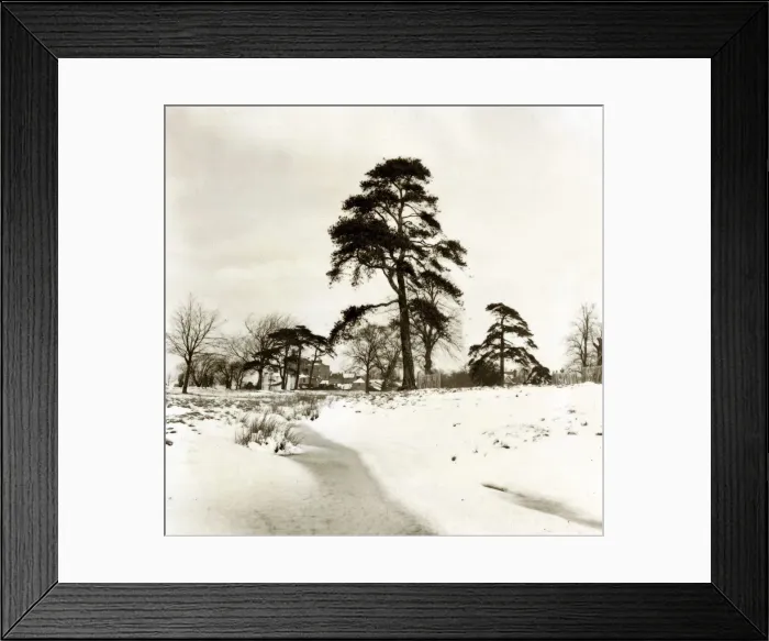 Framed Print : Hadley Common Hertfordshire - Weather Winter Scenes Snow Trees Framed Print : Hadley Common Hertfordshire - Weather Winter Scenes Snow Trees