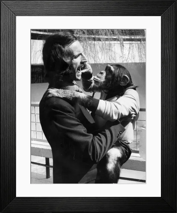 Framed Print : Derek Dougan Wolverhampton Wanderers football player with Monty the chimp at Dudley Zoo Framed Print : Derek Dougan Wolverhampton Wanderers football player with Monty the chimp at Dudley Zoo