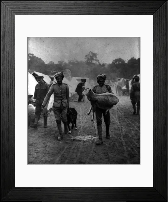 Framed Print : Indian soldiers carrying sheep into camp during World War One Circa 1916 Framed Print : Indian soldiers carrying sheep into camp during World War One Circa 1916