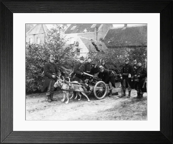 Framed Print : Belgian Gun Dogs during World War One in Belgium Circa 1915 Framed Print : Belgian Gun Dogs during World War One in Belgium Circa 1915