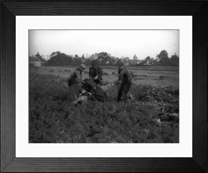 Framed Print : Red Cross worker and peasants lift a casualty from trenches Framed Print : Red Cross worker and peasants lift a casualty from trenches