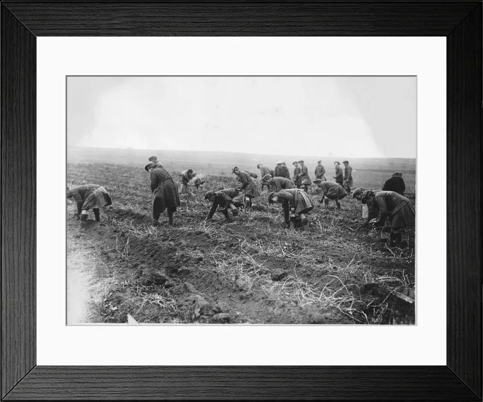 Framed Print : World War One - Seaforth Highlanders helping French to gather their potato crop
