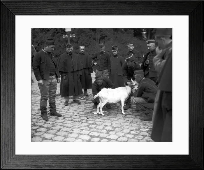 Framed Print : World War One Belgian Soldiers milking a goat Sept 1914 Framed Print : World War One Belgian Soldiers milking a goat Sept 1914