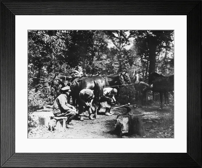 Framed Print : World War One - Blacksmiths work at behind the front lines in a forest shoeing horses Framed Print : World War One - Blacksmiths work at behind the front lines in a forest shoeing horses