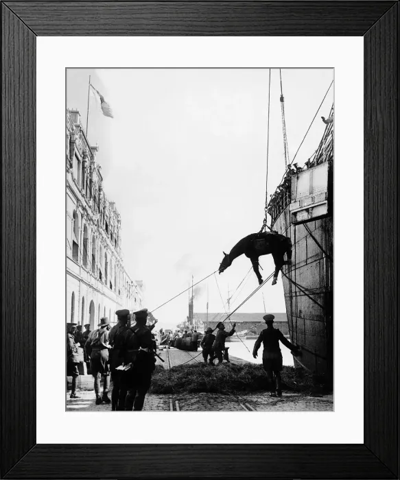 Framed Print : World War One - Allied cavalry troops horses are lowered down in a sling onto Framed Print : World War One - Allied cavalry troops horses are lowered down in a sling onto