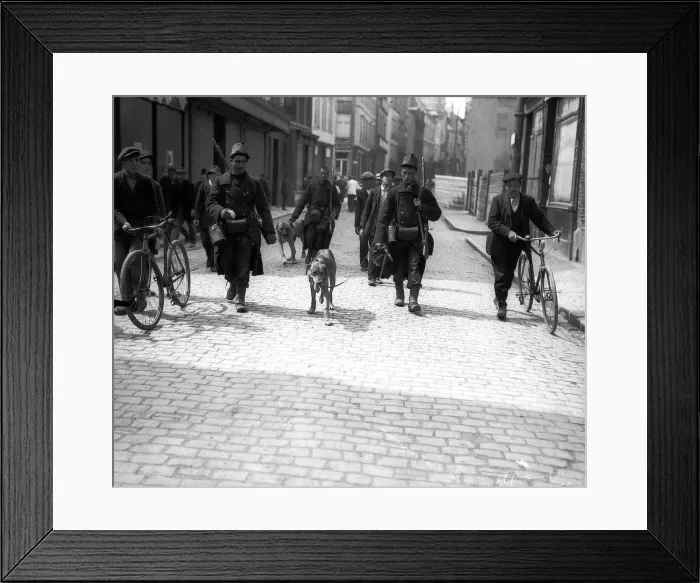 Framed Print : Belgian Gun Dog with wounded foot during World War One. 1914 Framed Print : Belgian Gun Dog with wounded foot during World War One. 1914