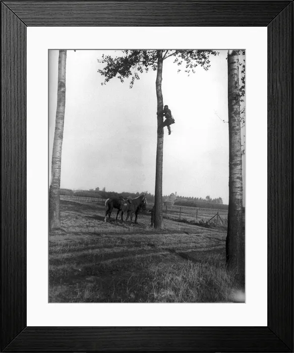 Framed Print : World War One Soldier climbing tree September 1914 Framed Print : World War One Soldier climbing tree September 1914