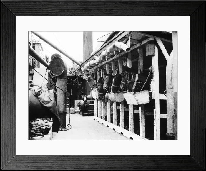 Framed Print : British cavalry horses onboard a transport ship 1915 sailing to France during Framed Print : British cavalry horses onboard a transport ship 1915 sailing to France during