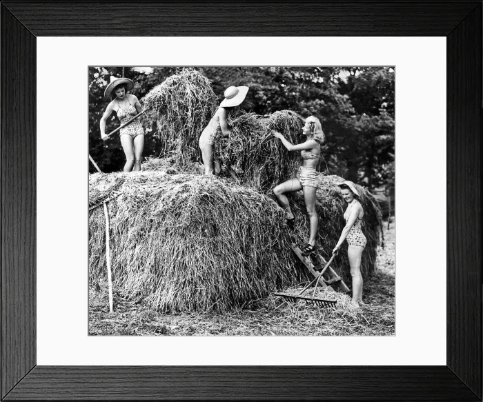 Framed Print : Land girls haymaking wearing swimming costumes as they work circa 1942